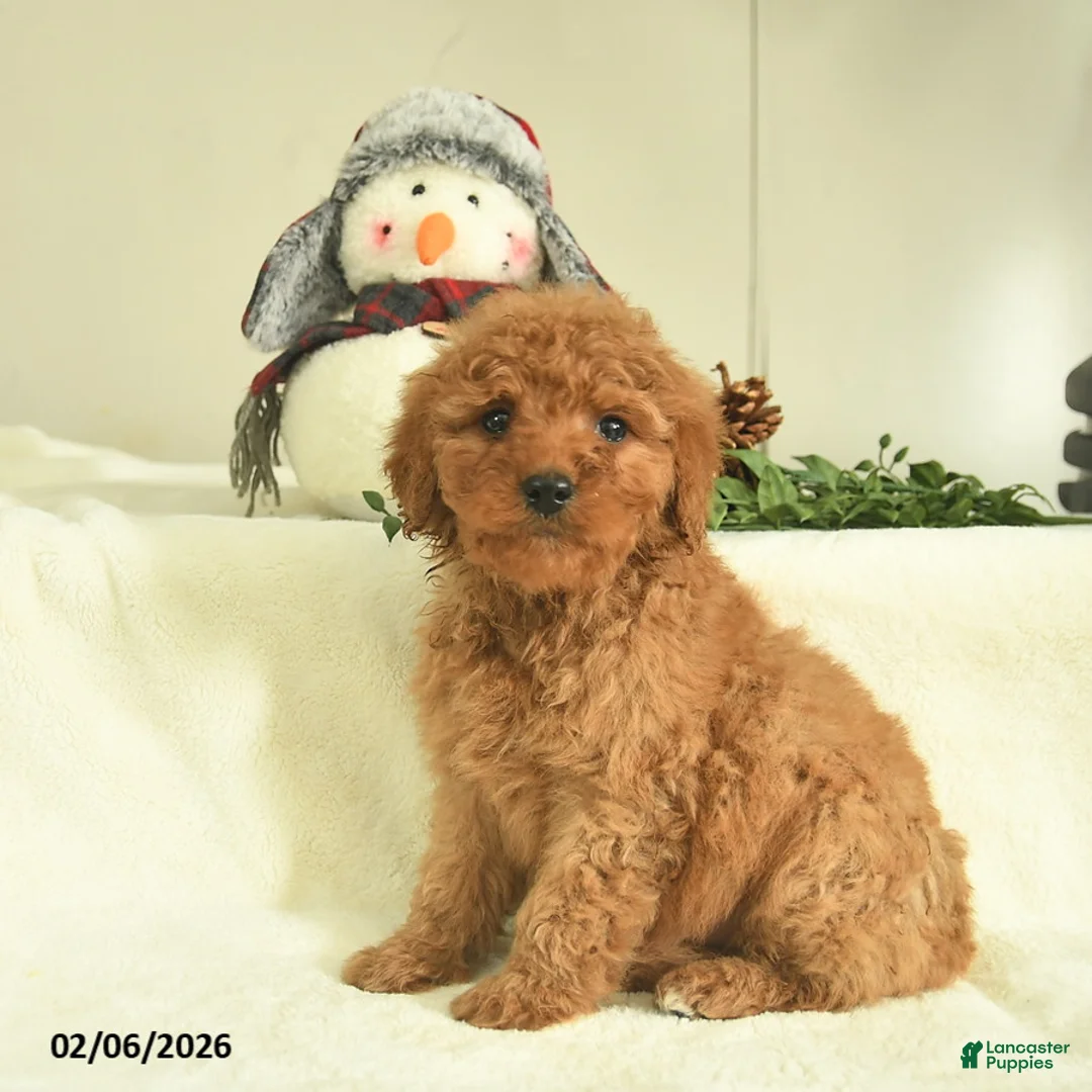 Goldendoodle dogs for sale: Dawn  - Ad 3