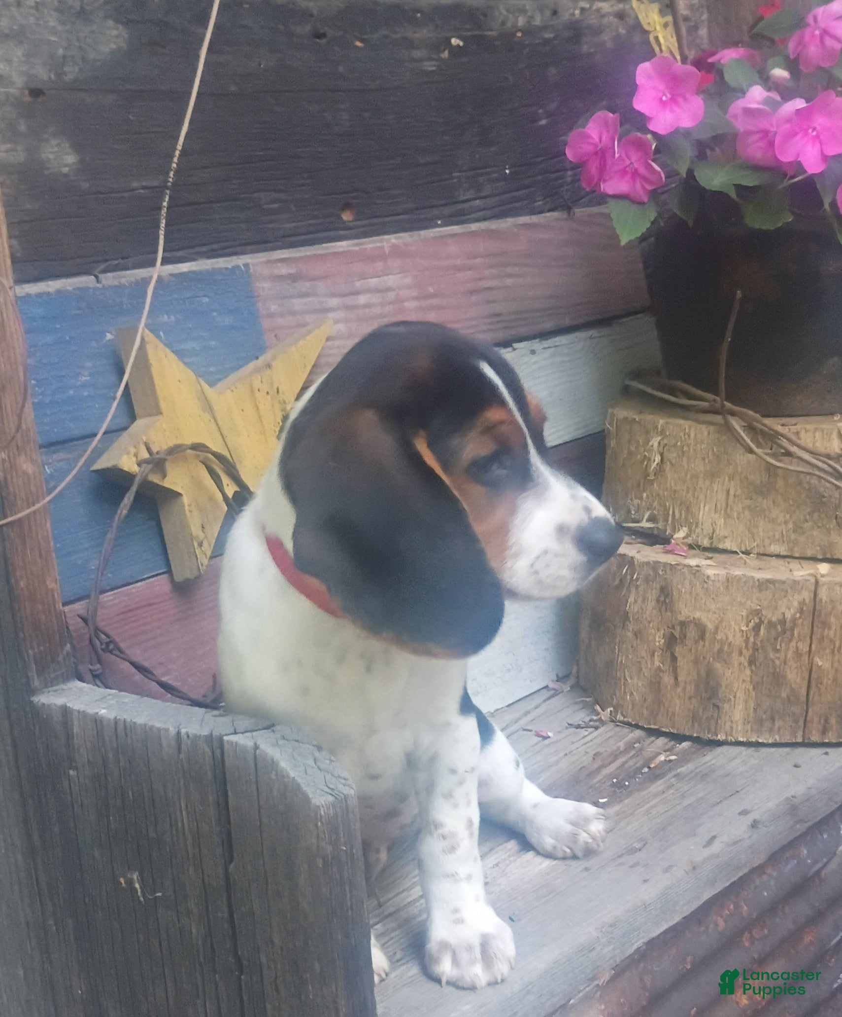 Beagle dogs Luke - Ad 2