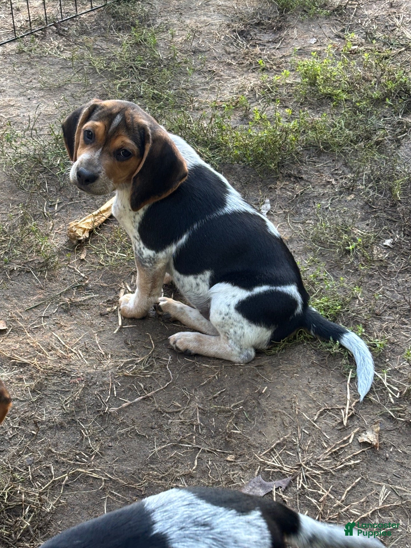 Beagle dogs Beagle 4 - Ad 2