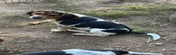Beagle dogs for sale: Beagle 4 - Ad 2