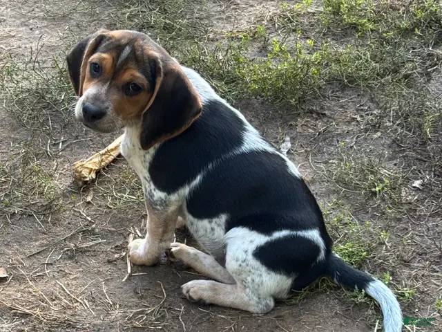 Beagle dogs Beagle 4 - Ad 2