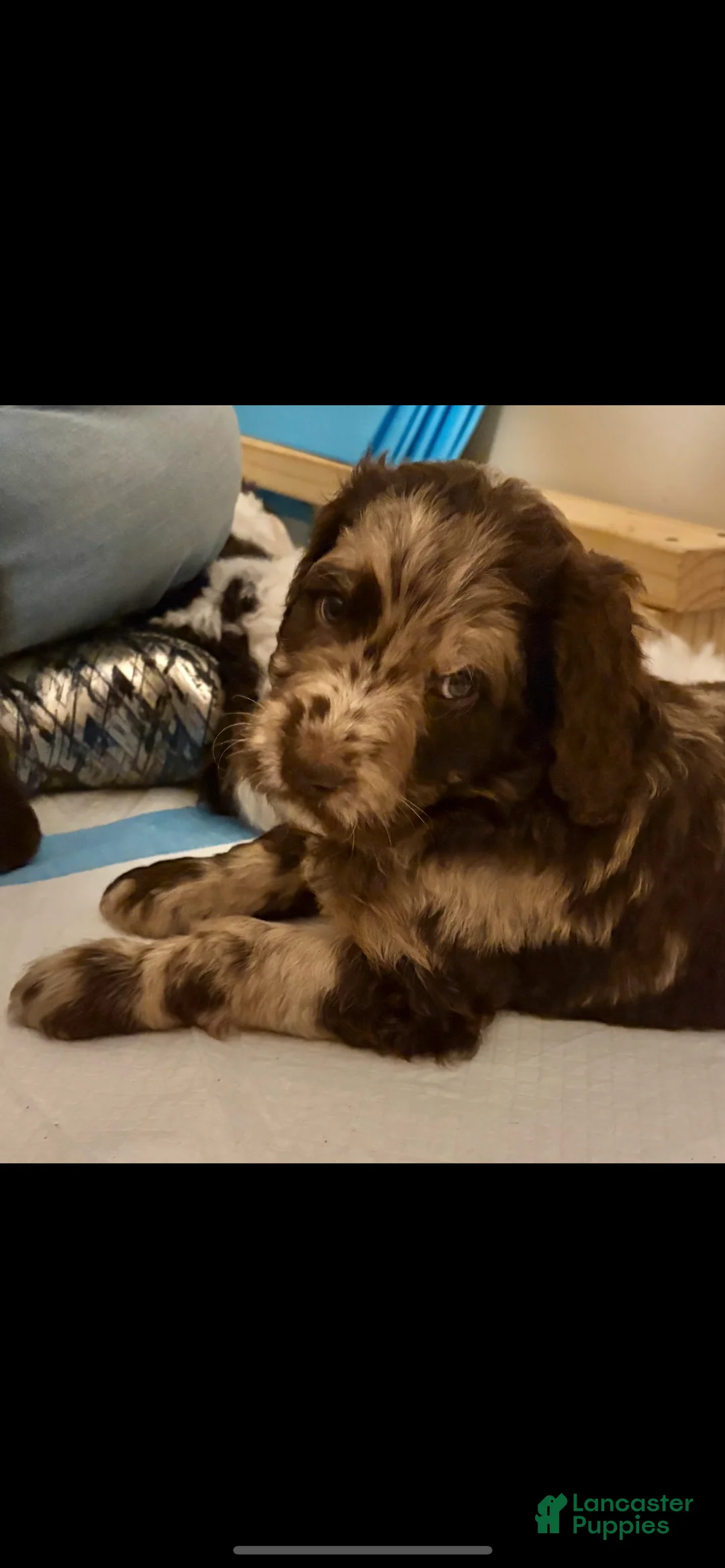 Double Doodle dogs for sale: Mustachio - Ad 2