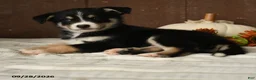 Mixed Breed dogs for sale: Berry - Ad 3