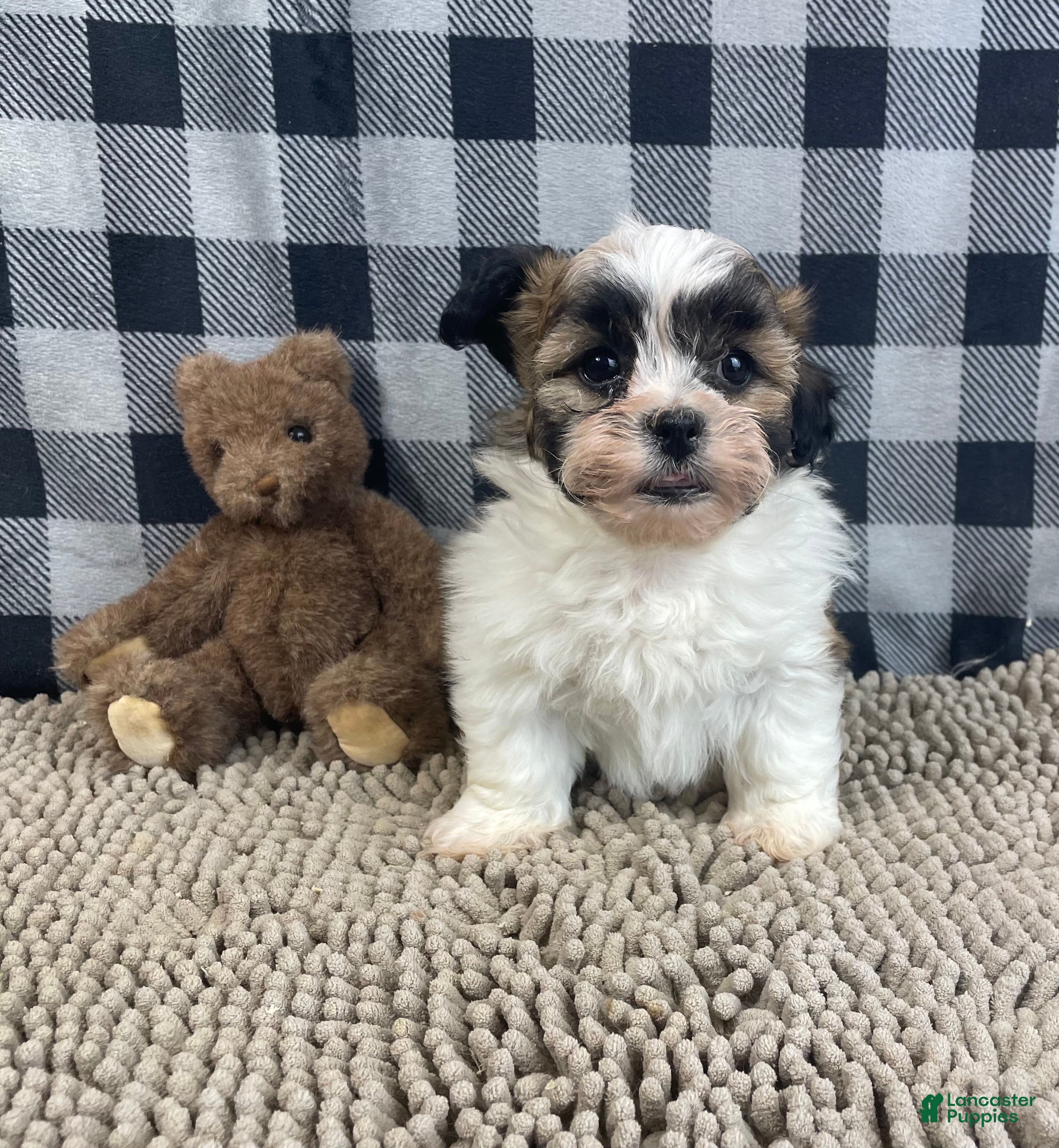 Teddy Bear dogs Jacob - Ad 2