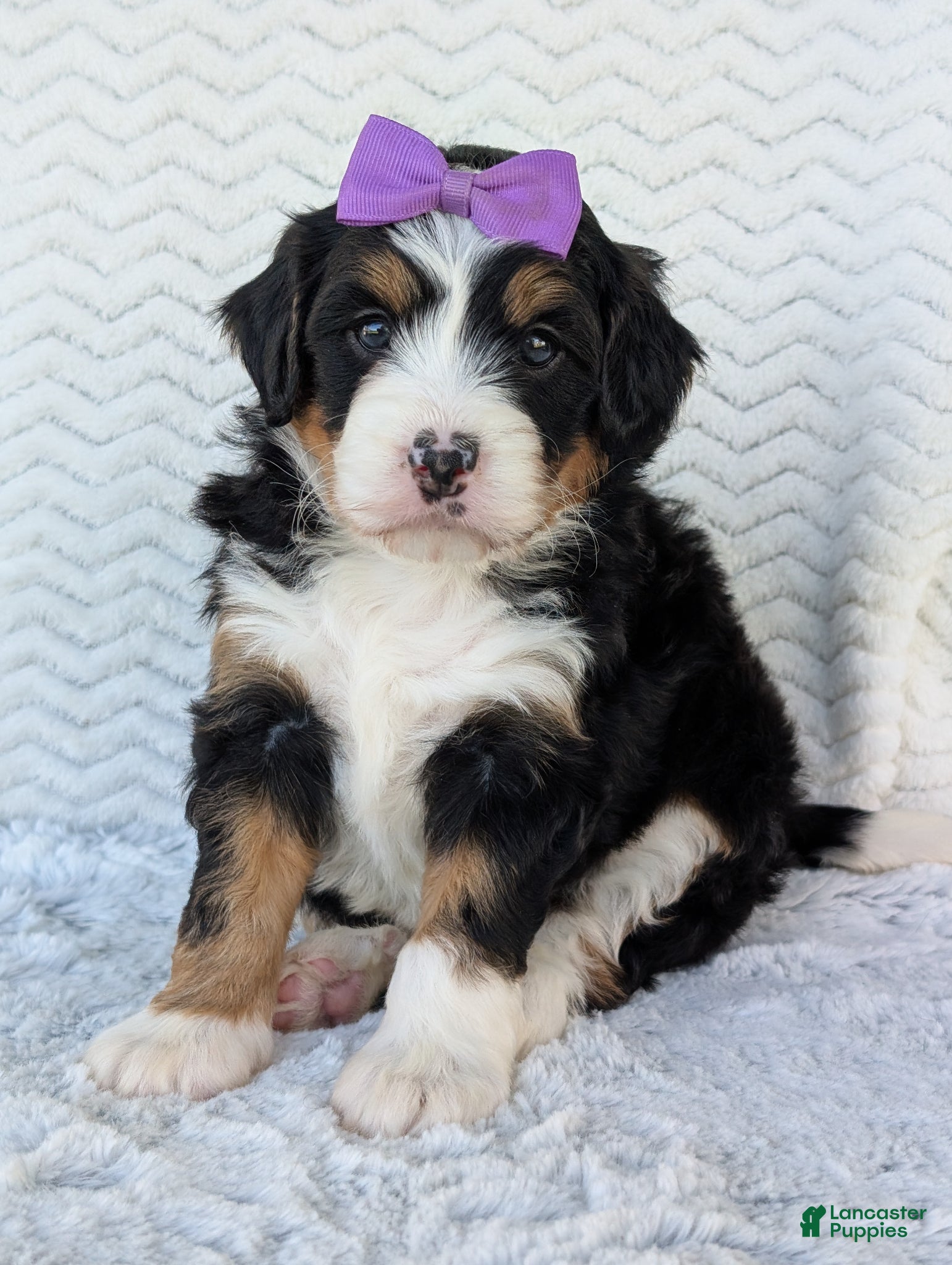 Mini Bernedoodle dogs Mini Bobbin  - Ad 1