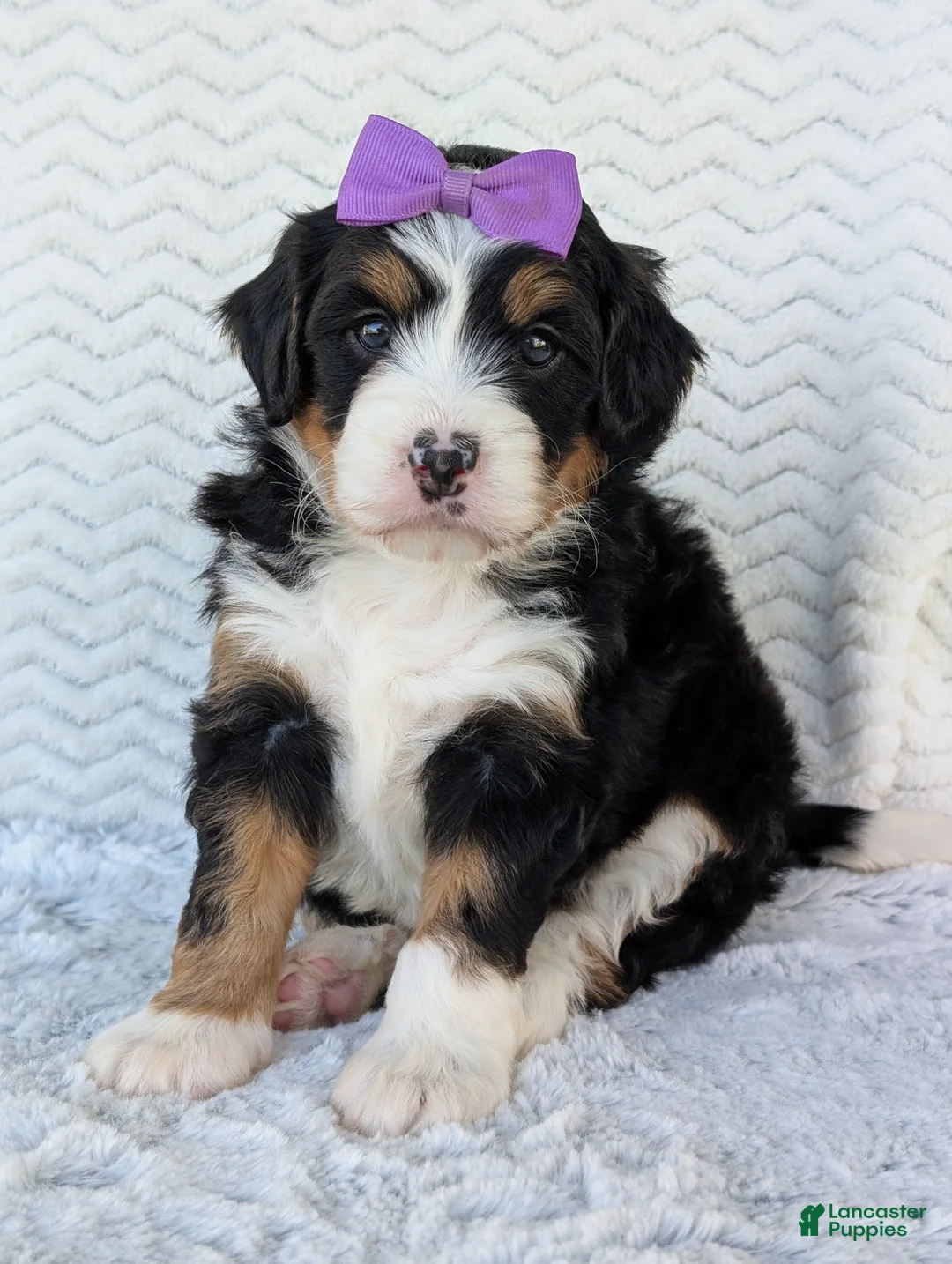 Mini Bernedoodle dogs for sale: Mini Bobbin  - Ad 1