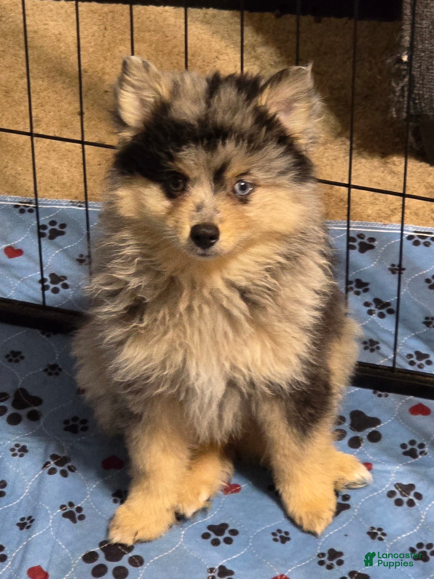 Pomsky dogs Merle boy - Ad 1