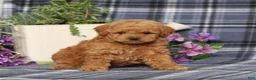Miniature Poodle dogs for sale: Taffy - Ad 4
