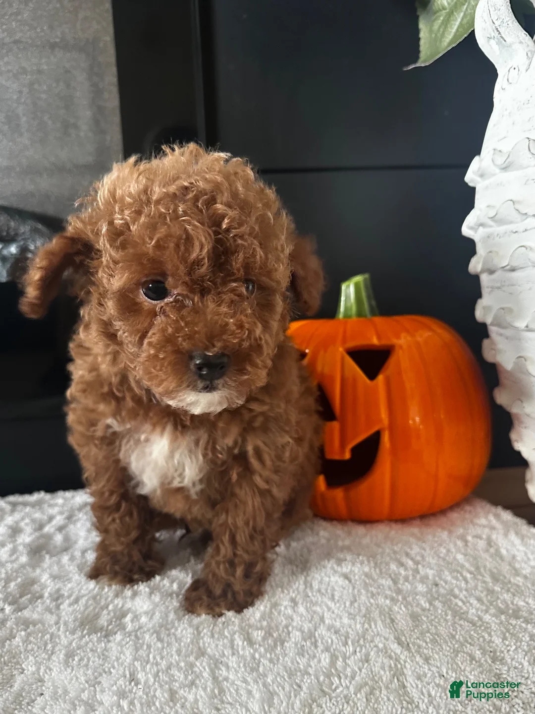 Toy Poodle dogs for sale: Toy Poodle 1 Teddy - Ad 4