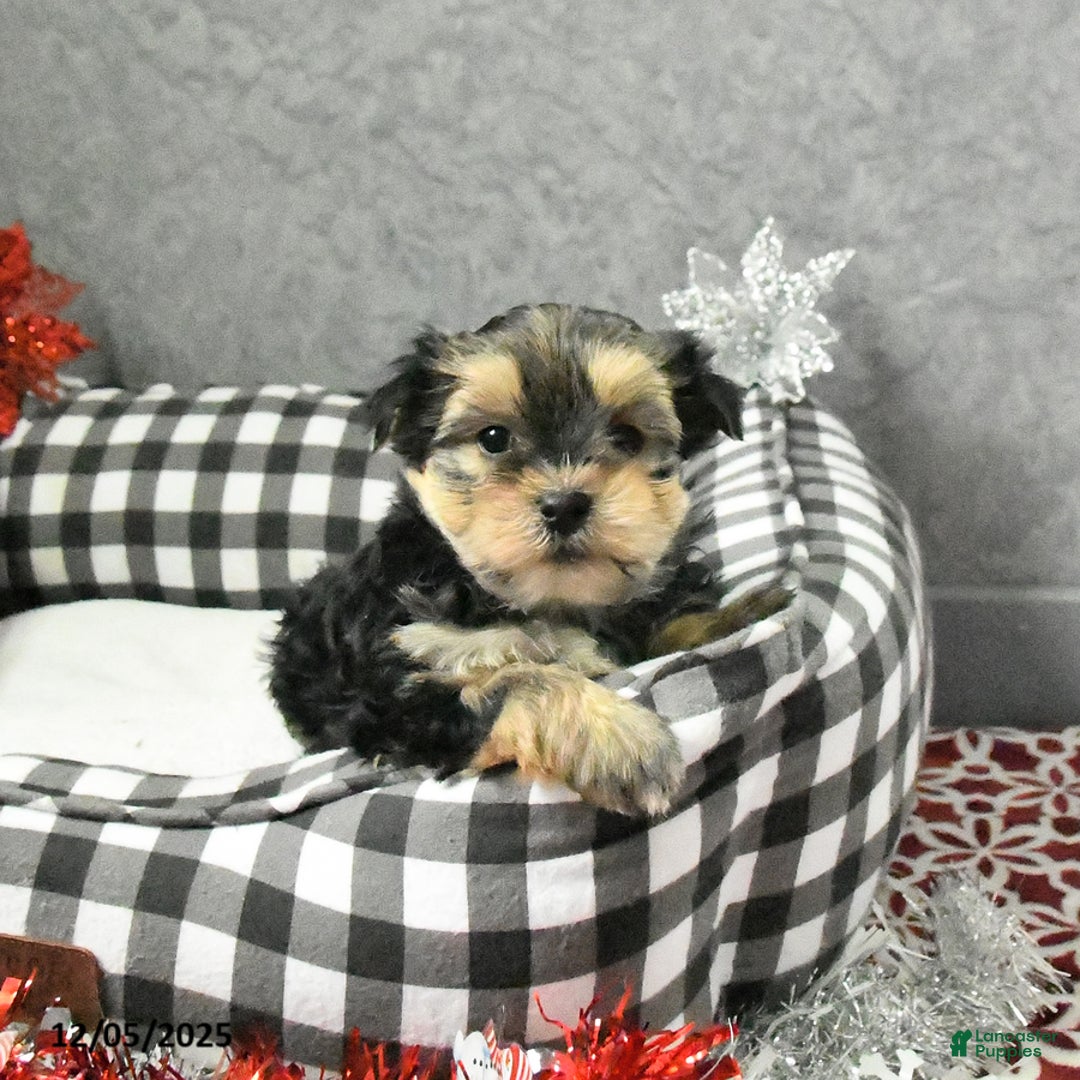 Yorkshire Terrier dogs for sale: Jack  - Ad 2