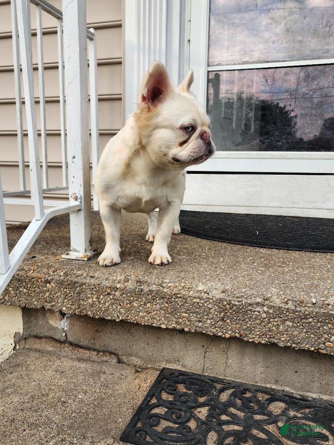 French Bulldog dogs for sale: Visual Full Fluffy Merle Frenchie Carry Pink😍🎀 - Ad 3