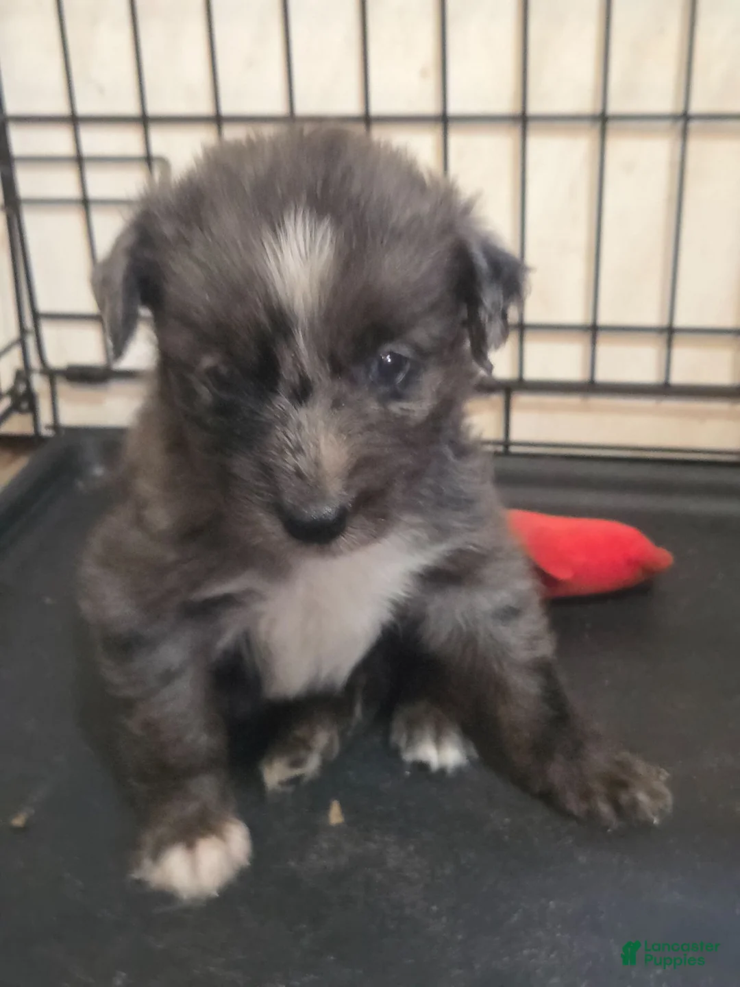 Australian Shepherd dogs for sale: Ronald - Ad 2