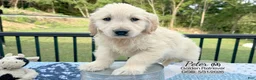 Golden Retriever dogs for sale: Peter - Ad 4