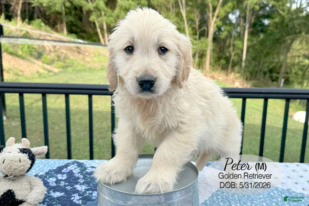 Golden Retriever dogs for sale: Peter - Ad 4