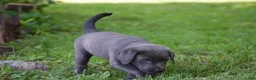 Labrador Retriever dogs for sale: Sky - Ad 6