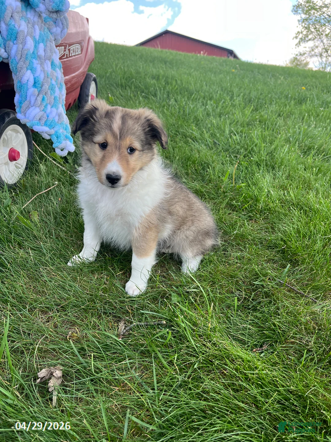 Shetland Sheepdog dogs for sale: Brittany - Ad 1