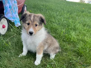Shetland Sheepdog dogs for sale: Brittany - Ad 1