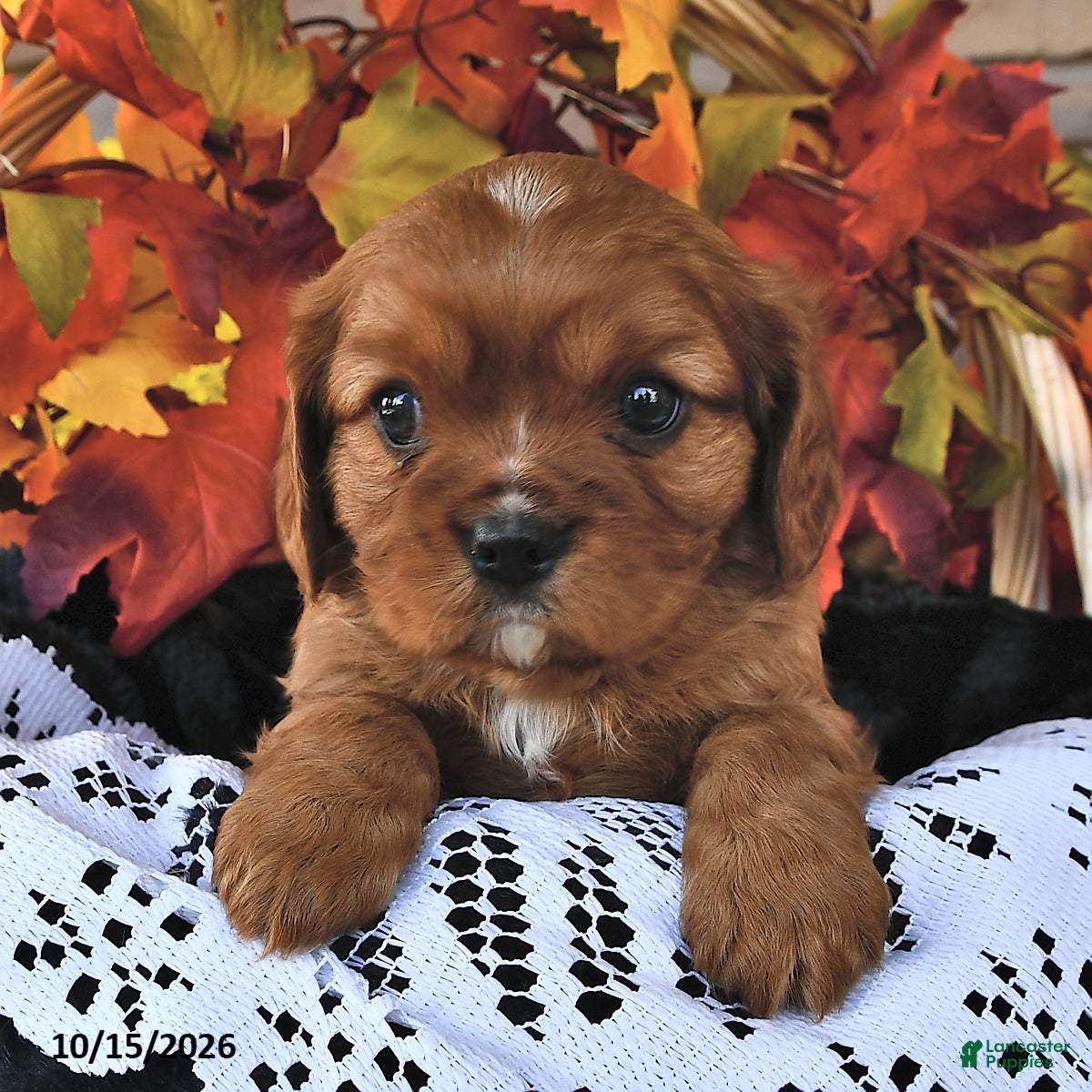 Cavalier King Charles Spaniel dogs for sale: Cole  - Ad 1