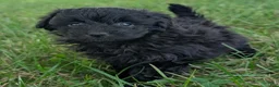 Pomapoo dogs for sale: Chia - Ad 4