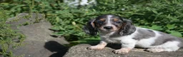 Miniature Dachshund dogs for sale: Molly - Ad 8