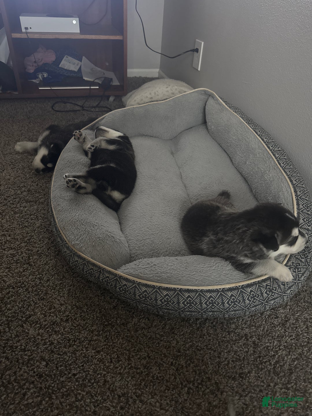 Mixed Breed dogs for sale: Zune - Ad 1