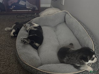 Mixed Breed dogs Zune - Ad 20