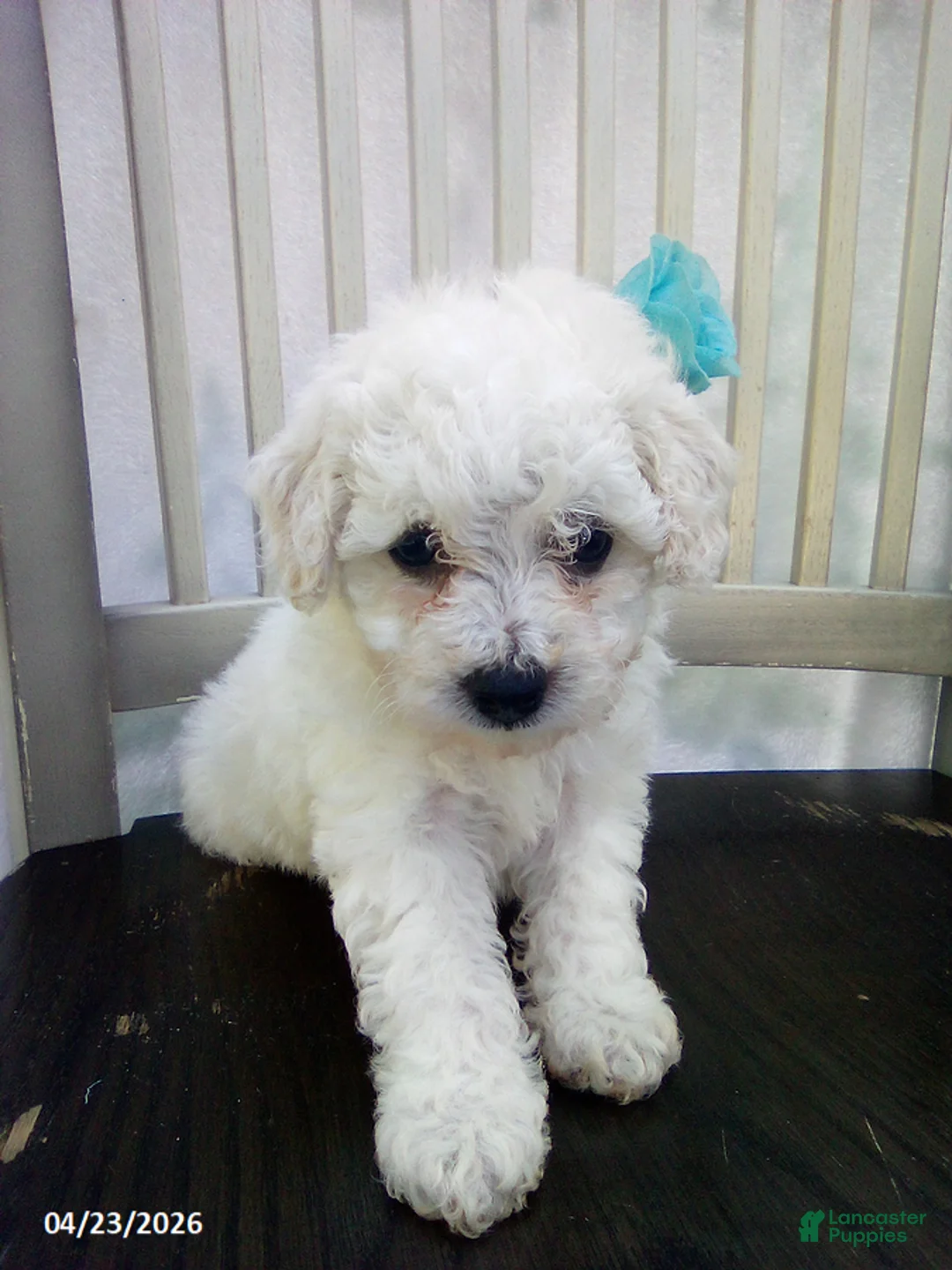 Bichpoo dogs for sale: Cooper - Ad 1