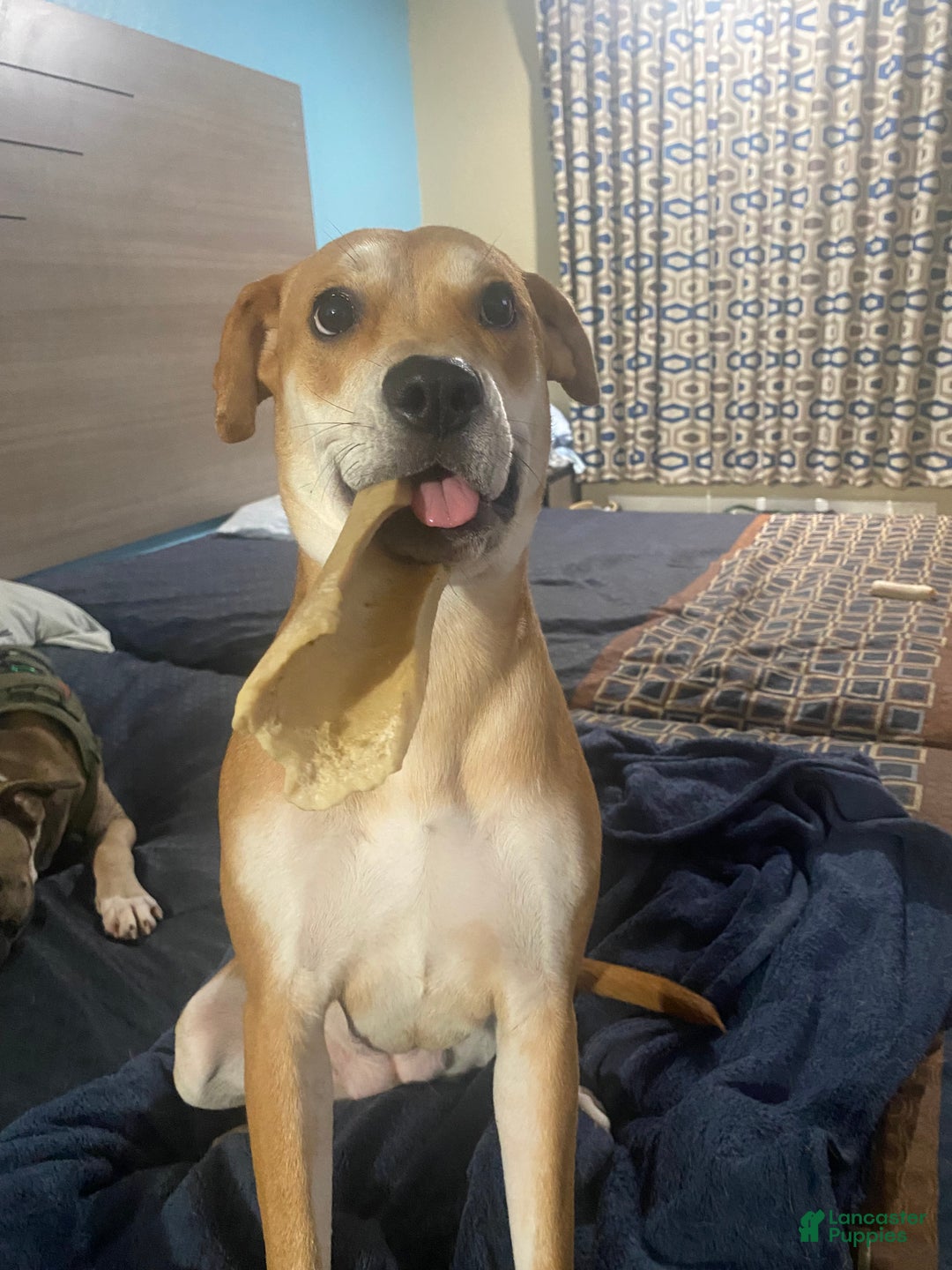 Mixed Breed dogs for sale: Syn - Ad 5