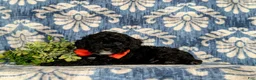 Miniature Poodle dogs for sale: Noble - Ad 4