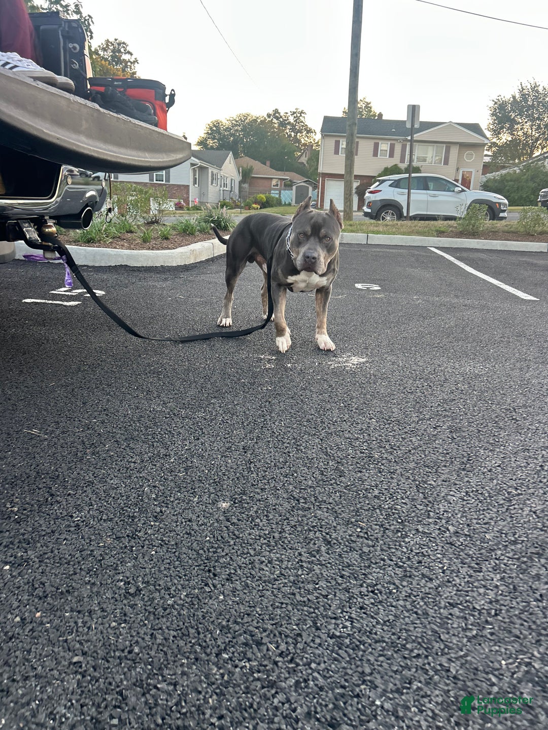 American Bully dogs for stud: KFK Ace  - Ad 9