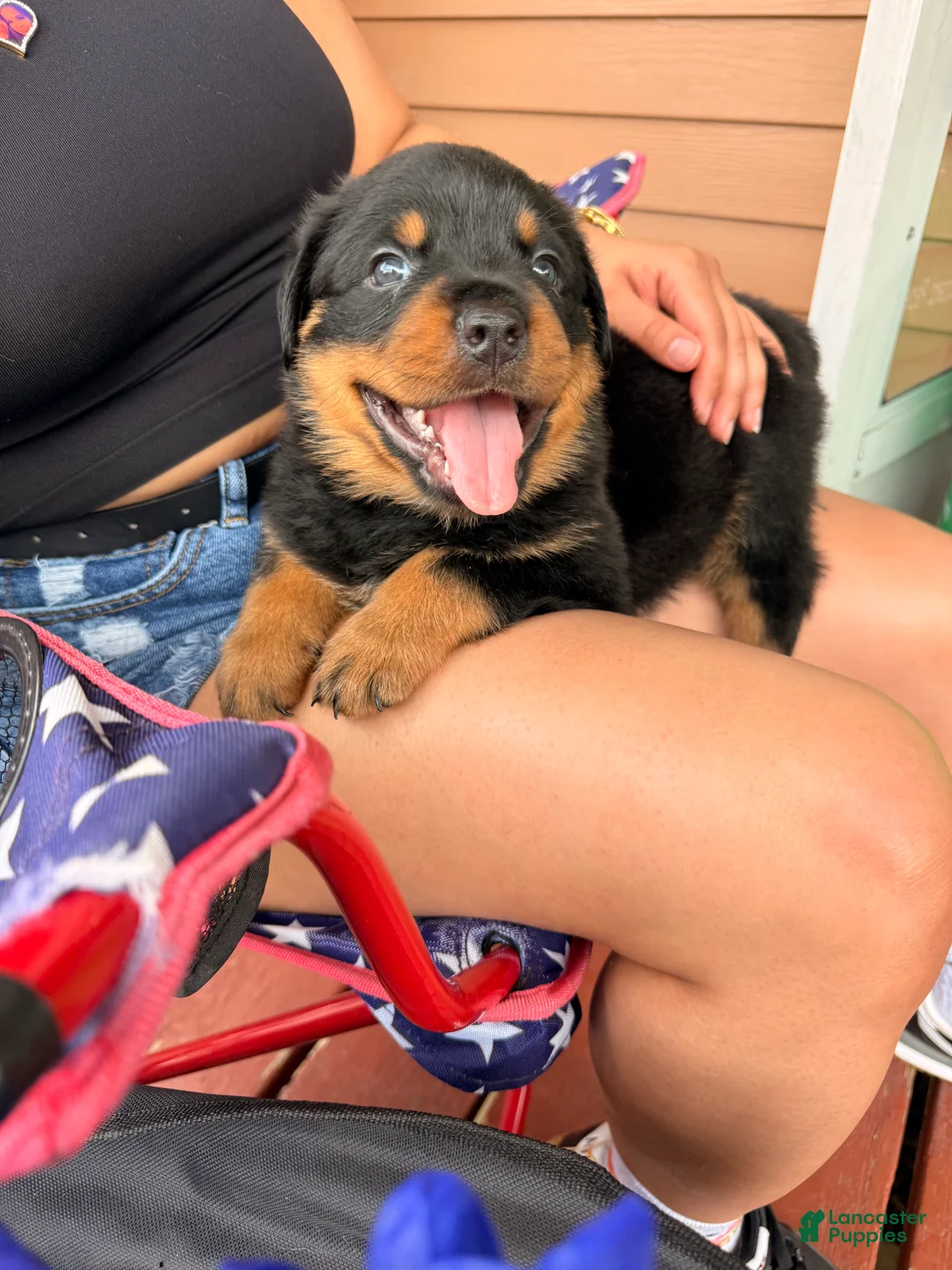 Rottweiler dogs for sale: Prince - Ad 1