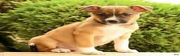 Miniature Australian Shepherd dogs for sale: Belle - Ad 7