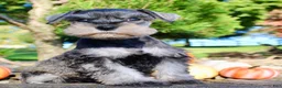 Miniature Schnauzer dogs for sale: Ellie Female AKC Mini Schnauzer - Ad 3