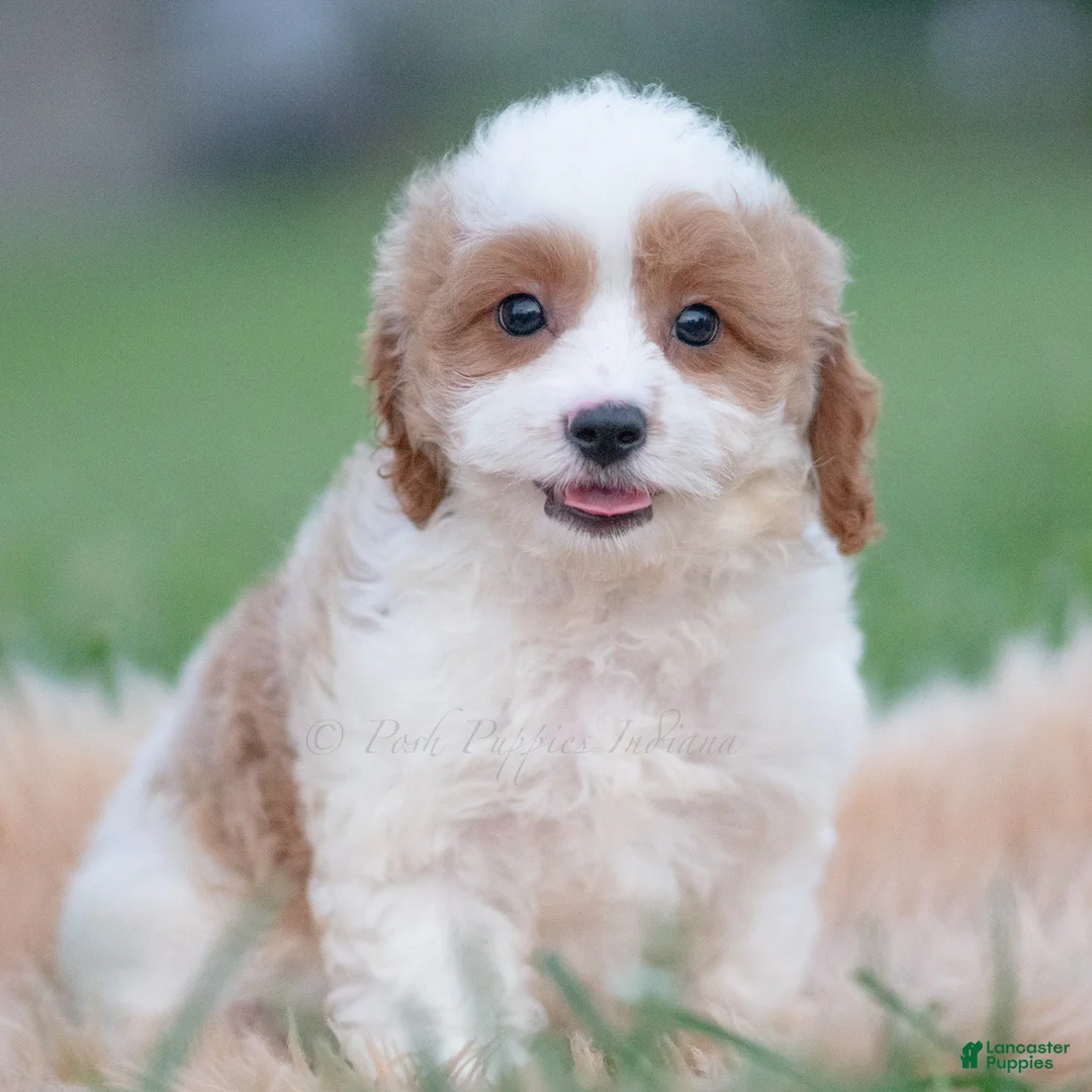 Cavapoo dogs for sale: Rogue - Ad 1