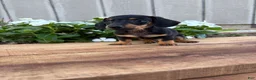Miniature Dachshund dogs for sale: Cappuccino  - Ad 6