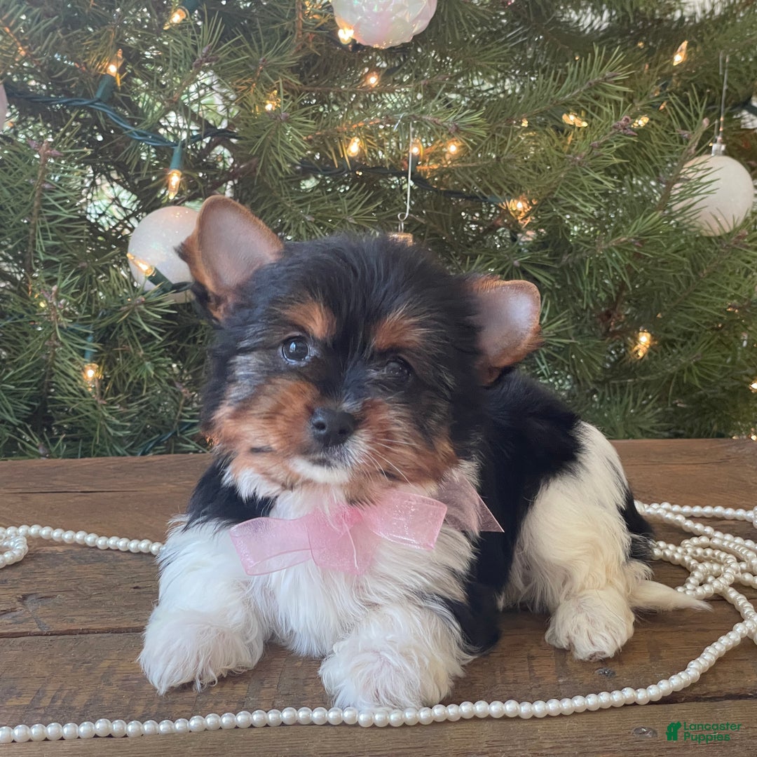 Mixed Breed dogs for sale: Buttercup - Ad 7