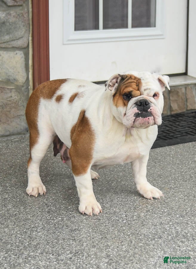 English Bulldog dogs for sale: Dixie - Ad 6