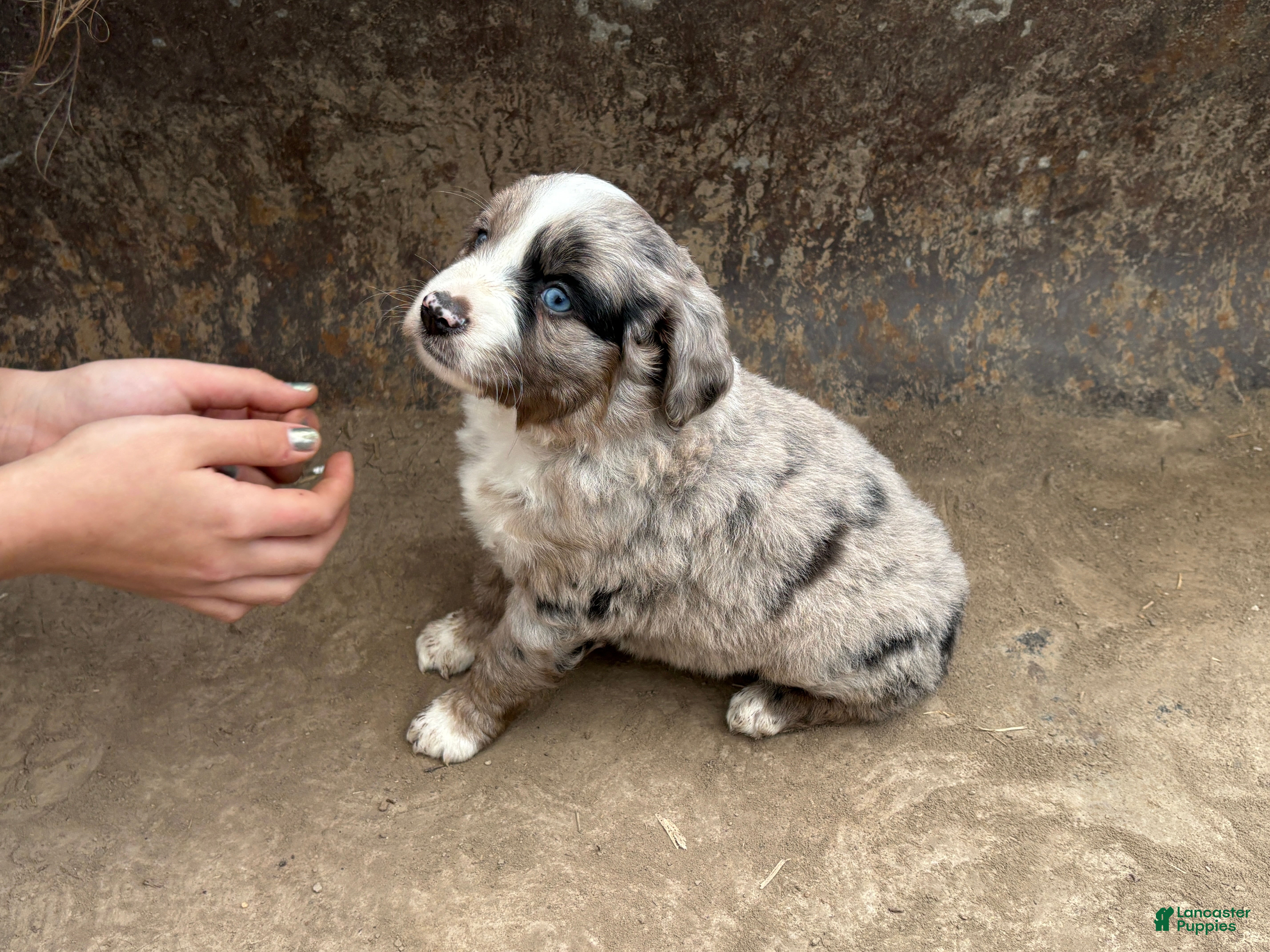 Miniature Australian Shepherd dogs Blue Eyes Blue Merle Male - Ad 1