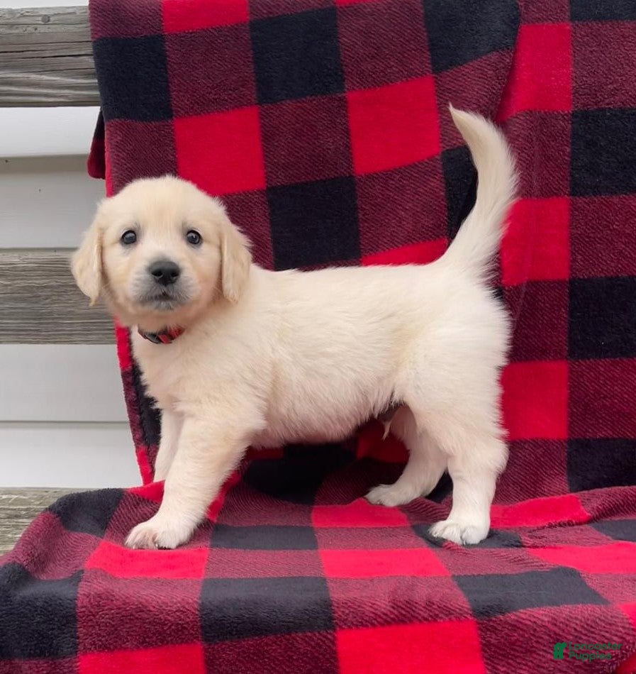 Golden Retriever dogs Cola - Ad 1