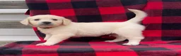 Golden Retriever dogs for sale: Cola - Ad 1