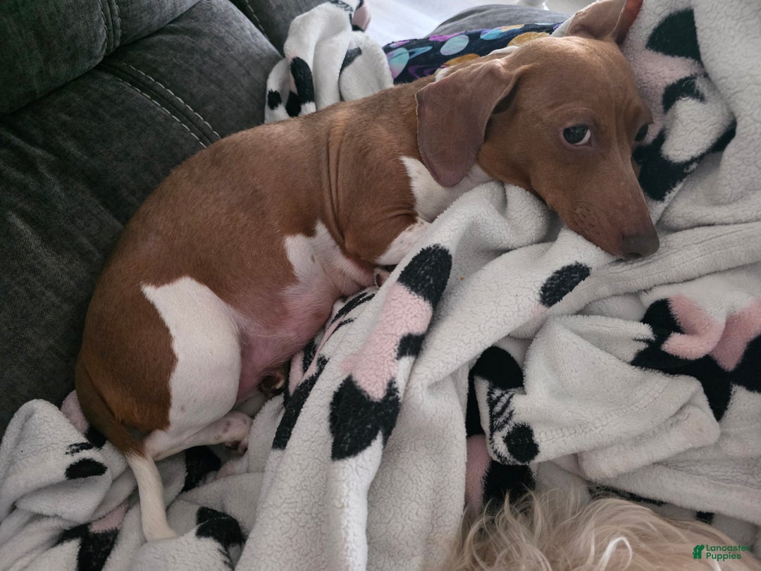 Mixed Breed dogs for sale: Ginger - Ad 7