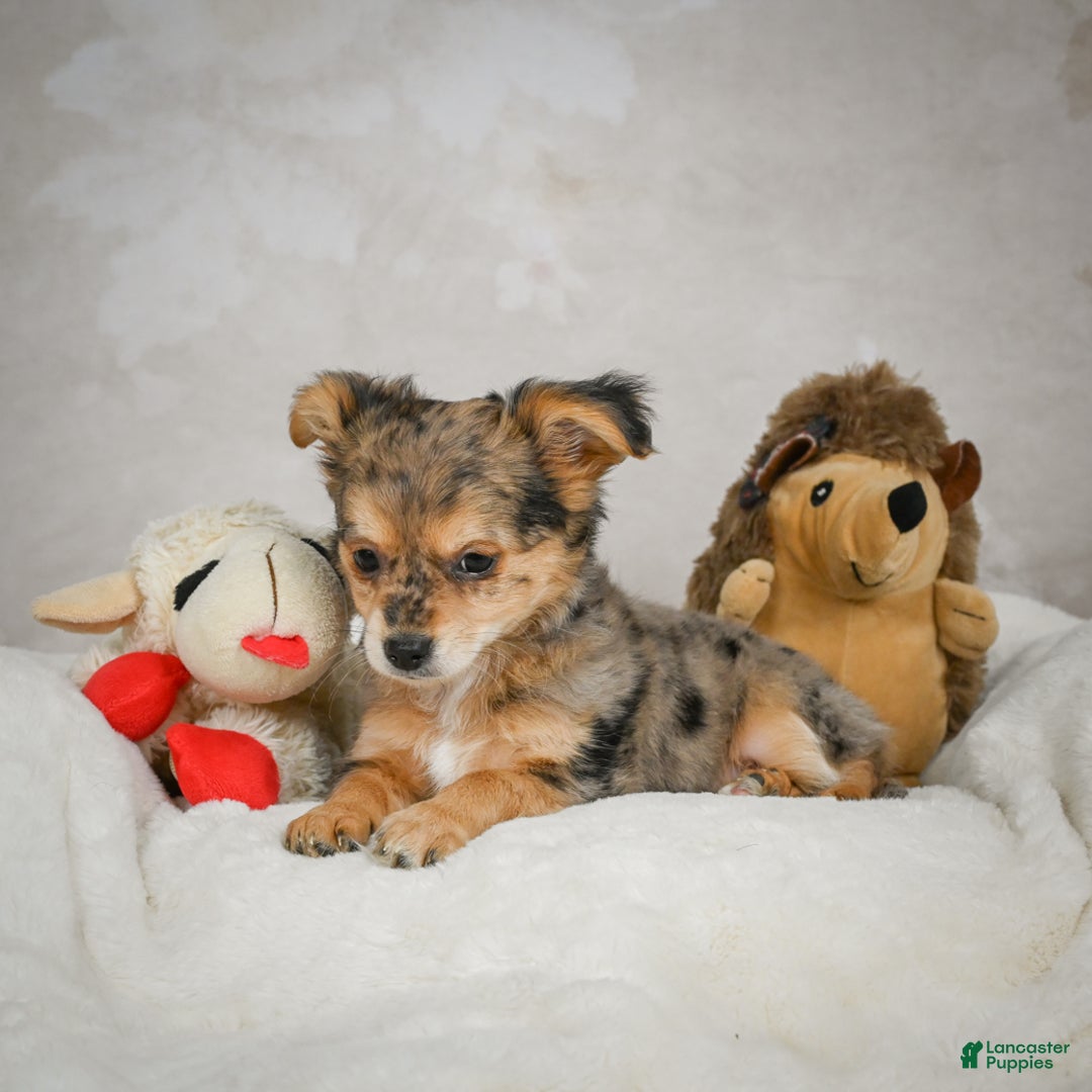 Chihuahua dogs for sale: Jake - Ad 6