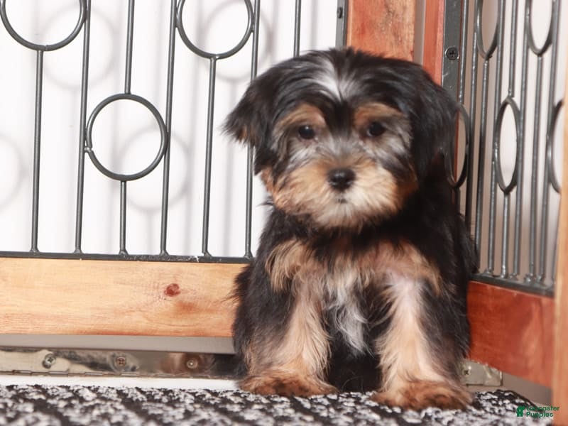 Shorkie dogs Peter - Ad 1