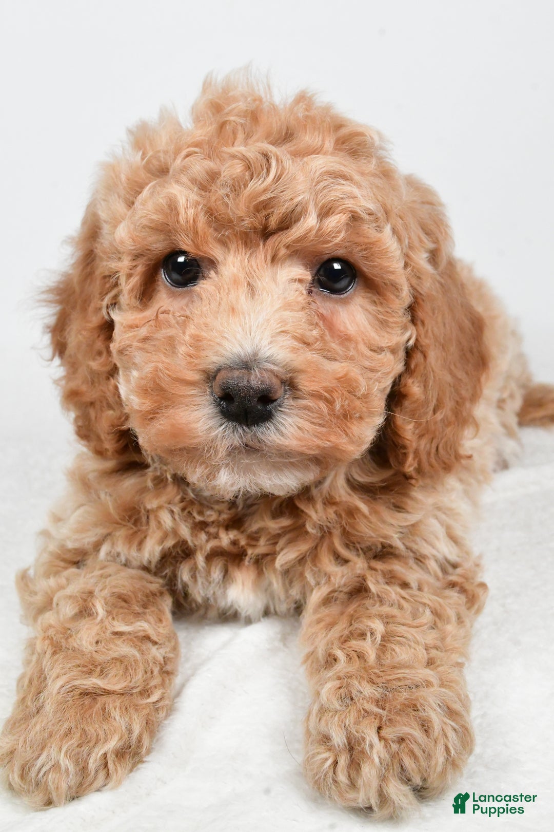 Bichpoo dogs for sale: Teddy - Ad 5