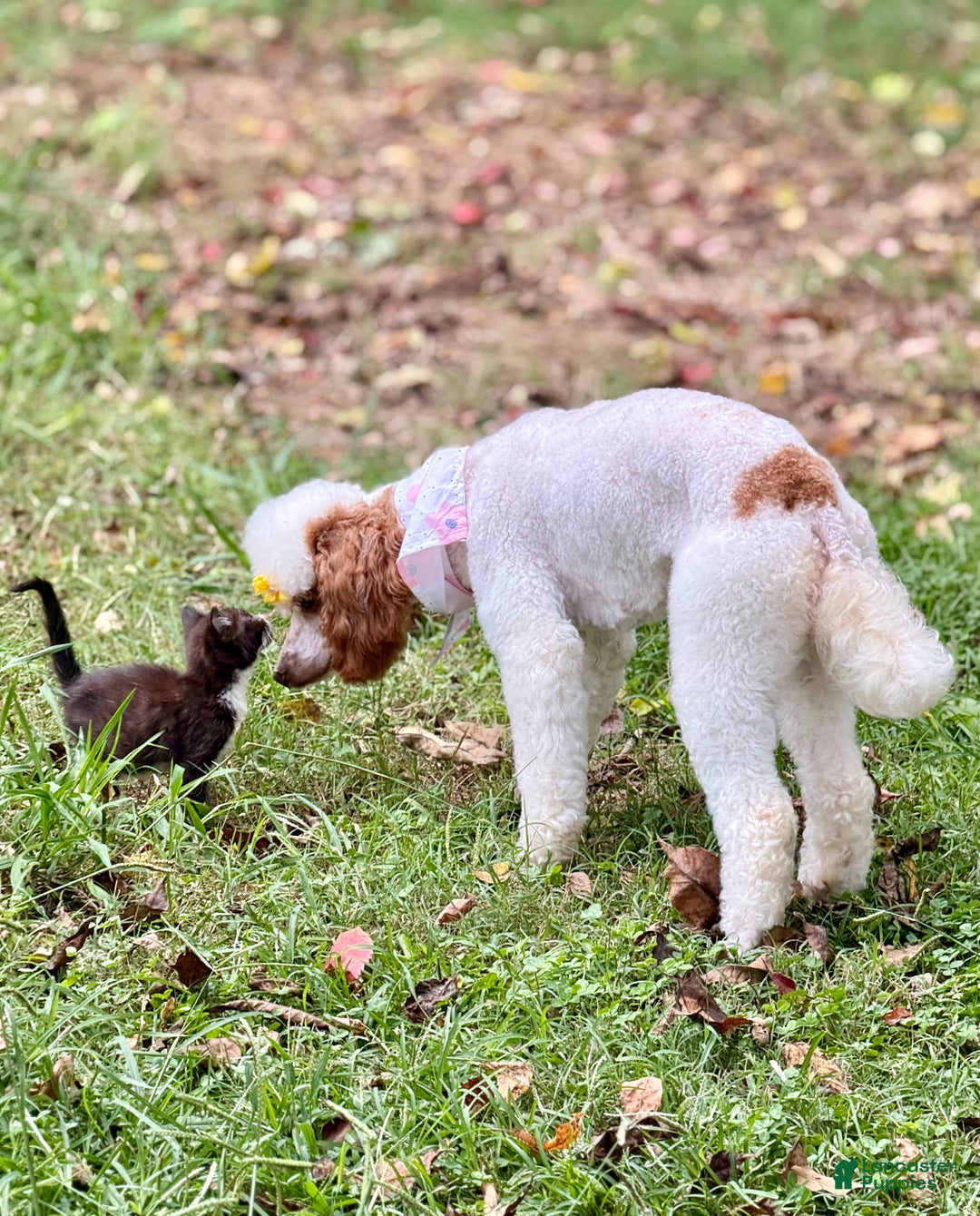 Miniature Poodle dogs for sale: Tater - Ad 5