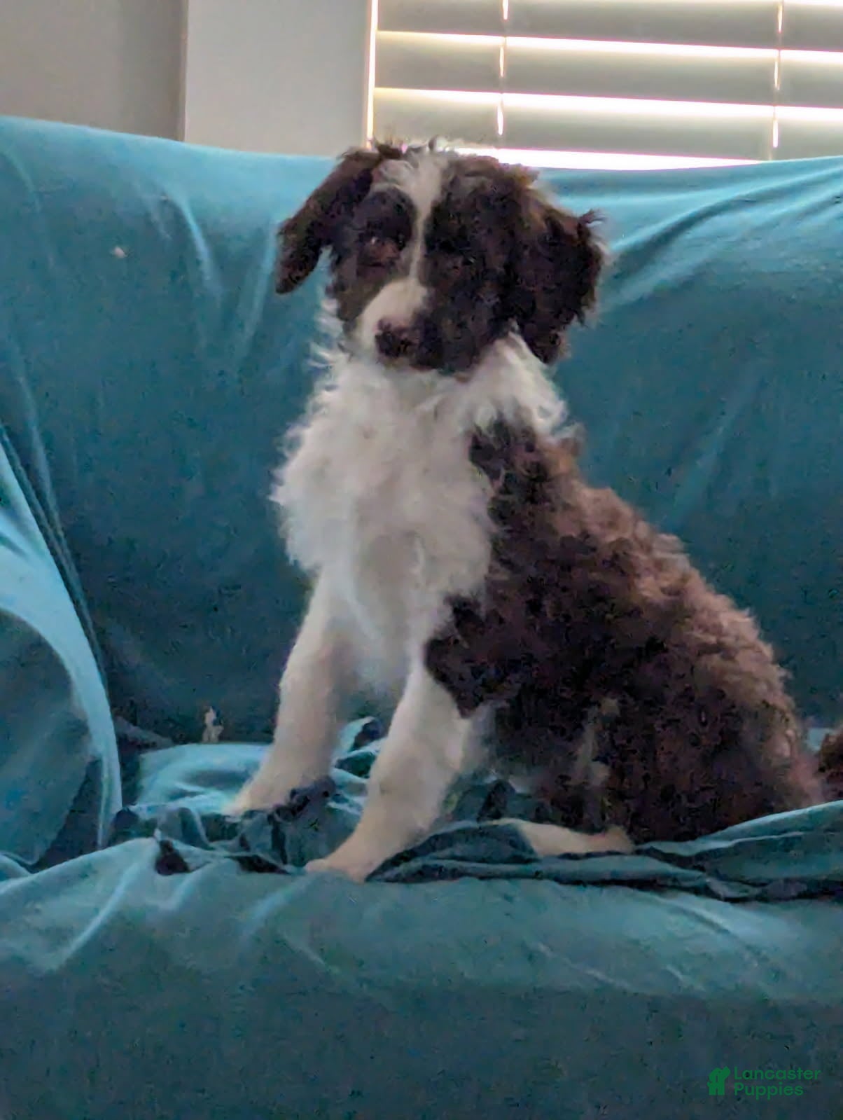 Bordoodle dogs Bordoodle Puppy 1 - Ad 15