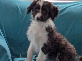 Bordoodle dogs Bordoodle Puppy 1 - Ad 15