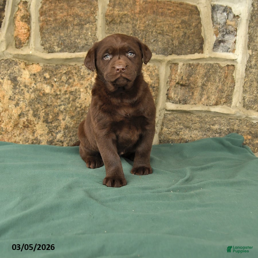 Labrador Retriever dogs Ivy - Ad 1
