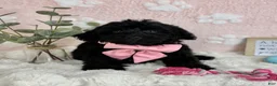 Mini Bernedoodle dogs for sale: Little Bambi - Ad 7