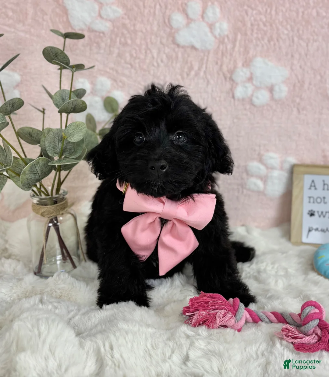 Mini Bernedoodle dogs for sale: Little Bambi - Ad 7